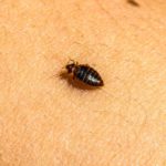 Bed Bug Infestations: How to Identify, Treat and Prevent