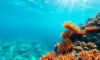 Snorkeling the Belize Barrier Reef: Top Locations and Marine Life